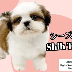 【 シーズー 】の魅力|初心者向け・抜け毛少ない魅力たっぷりな人気犬種を紹介!