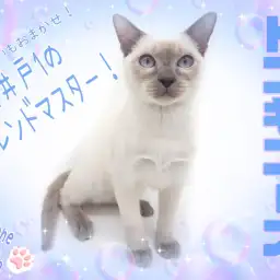 【 トンキニーズ 】社交性抜群で多頭飼いも安心！超絶甘えん坊な男の子！