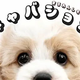 【 MIX 】SNSでも大人気!生後2ヶ月のマルワンのキャバションをお見逃しなく