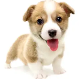 ウェルシュコーギーペンブローク