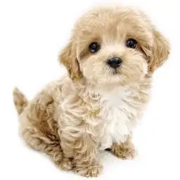 MIX（マルチーズ×トイプードル）