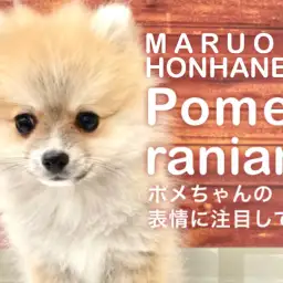 【 ポメラニアン 】おトイレ上手でクッキリアイラインの美貌!生後3ヶ月レポート!