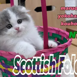 【 スコティッシュフォールド 】横浜市都筑区で人気の折れ耳猫!まん丸お顔の癒し系