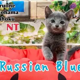 【 ロシアンブルー 】美しいブルー被毛のぽっちゃりな甘えん坊｜港北NT店最新情報