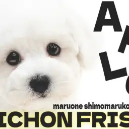 【 ビションフリーゼ 】毛量たっぷりのコロンとしたフォルムが愛らしいアフロ犬男子