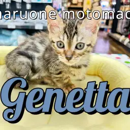 【 ジェネッタ 】ヒョウ柄で短足なレアキャットが横浜元町にやってきた!