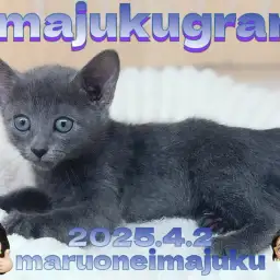 【 イマジュクグラム 】濃厚ブルーが美しい甘え上手なロシアンブルーの男の子！