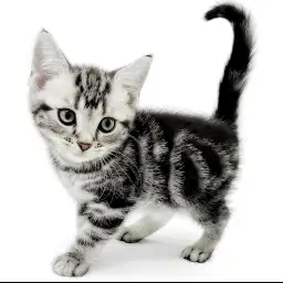 アメリカンショートヘア