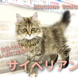 【 サイベリアン 】生後4ヵ月!美人ちゃんに成長中!