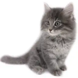 ノルウェージャンフォレストキャット