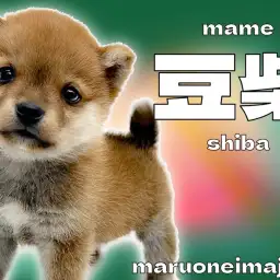 【 豆柴 】生後69日で870g!ミニマム家系から生まれた超温厚な男の子!