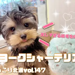 【 ほっこり北通vol.147 】どんなカット、ヘアスタイルでも似合うヨーキー