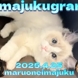 【 イマジュクグラム 】生後4ヶ月の温厚ラグドールはフレンドトレーニング中!