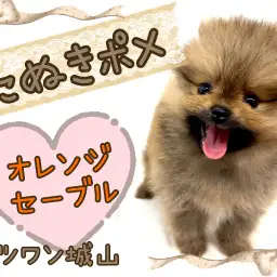 【 ポメラニアン 】人気上昇中！オレンジセーブルのたぬき顔ポメ！