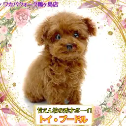 【 トイプードル 】とっても賢く甘えん坊なミニサイズのプーちゃん