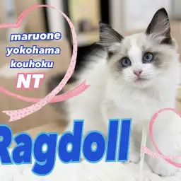 【 ラグドール 】ブルーの瞳が印象的なリアルぬいぐるみにゃんこ登場!