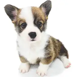 ウェルシュコーギーペンブローク