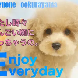 【 MIX 】すんごい美少女だけど、時々すごい顔になっちゃうマルプーちゃん