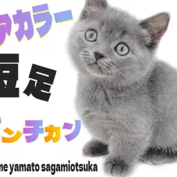 【 マンチカン 】愛くるしいフォルムと希少なブルーカラーの短足キャットが登場