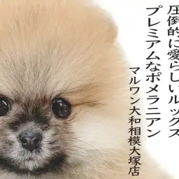 【 ポメラニアン 】抜群のルックスと小さめサイズ!濃厚オレンジ色のプレミアムポメ