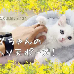 【 ほっこり北通Vol. 135 】余裕のへそ天ポーズ!癒し度満点激かわラグちゃん!