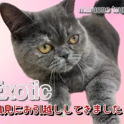【 エキゾチック 】お引越ししてきたよ！生後6ヶ月の驚異の人懐こさ！