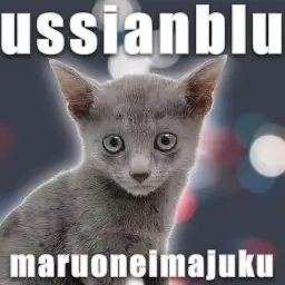 【 ロシアンブルー 】初心者必見の飼いやすさNO.1！環境馴れ抜群の美男子登場！