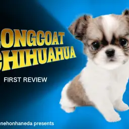 【 チワワ 】短めのマズルとドワーフボディ!子供っぽさと大人の色気に釘付け!