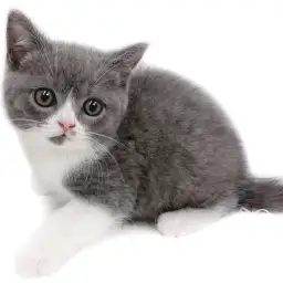 ブリティッシュショートヘア