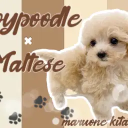 【 プーマル 】可愛さ無限大!究極のアイドルフェイスを持つ大人気MIX犬!