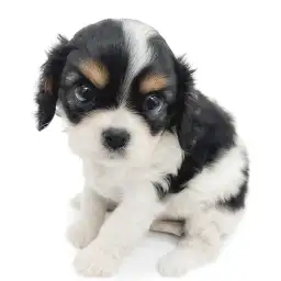 キャバリア・キングチャールズ・スパニエル