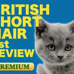 【 ブリティッシュショートヘア 】マルワンプレミアムの究極ウィスカーパッドを見よ！