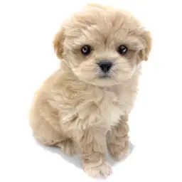 MIX（ペキニーズ×トイプードル）