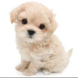 MIX（マルチーズ×トイプードル）