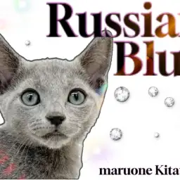 【 ロシアンブルー 】美しい群青の被毛と甘えん坊な性格を持つ理想の家族猫！