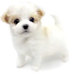 MIX（チワワ×マルチーズ）