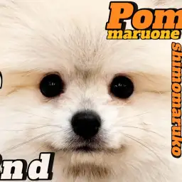 【 ポメラニアン 】可愛さと毛量がレベルアップ!元気と癒しを届ける 2ndブログ