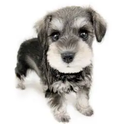 ミニチュア・シュナウザー