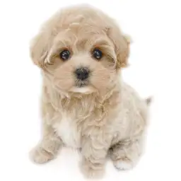 MIX（マルチーズ×トイプードル）