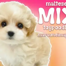 【 MIXマルプー 】食欲旺盛!環境馴れ抜群のフレンドリーな女の子は初心者必見!