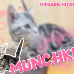 【 マンチカン 】2nd成長ブログ！短足界の奇跡、社交性抜群にゃんこに密着！