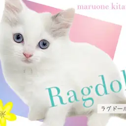 【 ラグドール 】可愛さと美しさを兼ね揃えた青い瞳を持つ美少女にゃんこ!