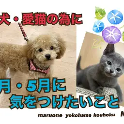 【 お役立て情報 】愛犬・愛猫のために4月5月に注意すべきポイントを解説|