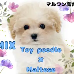 【 MIX 】穏やかなクリームカラーの天使!プーマルちゃんが東京都杉並区に降臨!