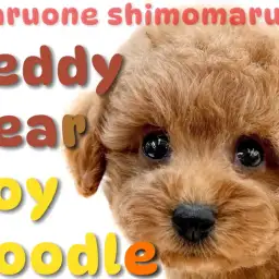 【 トイプードル 】濃厚レッドカラーが眩しい!テディベア系のルックスを持つ男の子