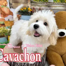 【 キャバション 】更に大らかな性格の女の子へ!生後140日の成長記録