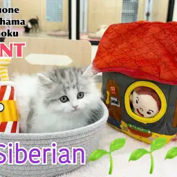 【 サイベリアン 】抱っこ大好き!!甘えん坊癒し系男子