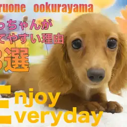 【 ダックス 】ダックスフントが初めての人にも育てやすいと思う理由3選!