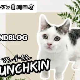 【 マンチカン 】生後4ヶ月!超甘えん坊な短足キャットの成長記録!