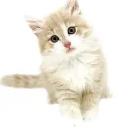 ノルウェージャンフォレストキャット